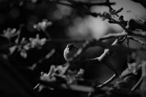 Dušan Škrlep_teč 1